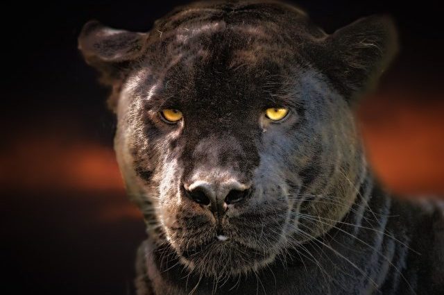 black panther, jaguar, black