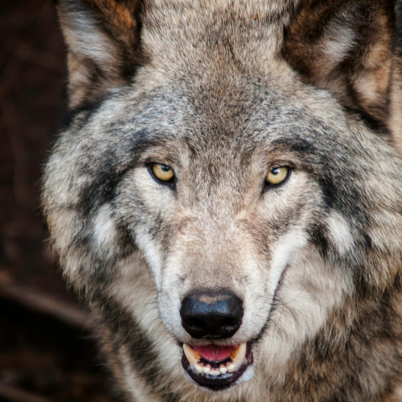 Intense close-up of a wild gray wolf showcasing its piercing eyes and natural fur texture.